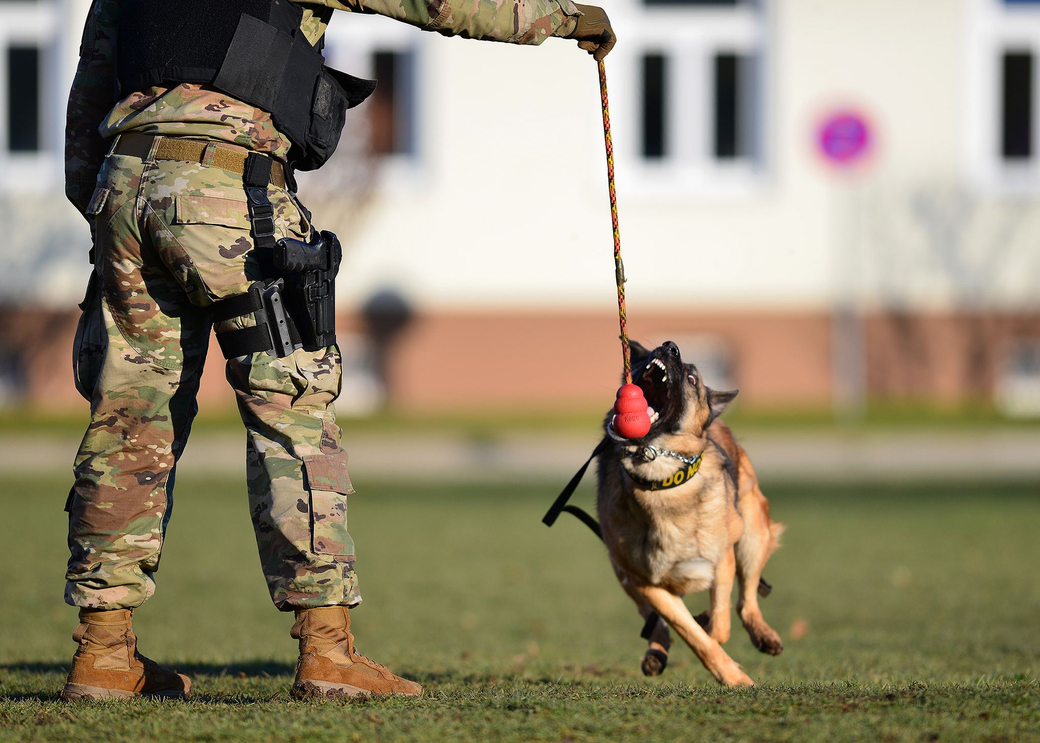 Pfc. Jermaine Lewis conducts basic obedience drills with Astor Y483, a military working dog, at Panzer Kaserne, Stuttgart, Germany, Feb. 4, 2019. (Visual Information Specialist Rey Ramon/Army)