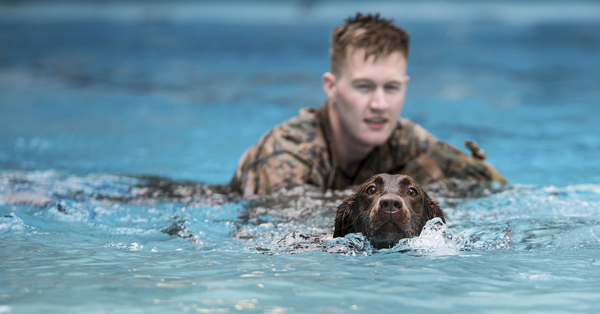 Cpl. Kyle Cary, a 2nd Law Enforcement Battalion military working dog-handler, supervises his dog, Brandy, as they swim in the Area 5 pool at Marine Corps Base Camp Lejeune, N.C., Aug. 3, 2018. 2nd LEB practiced aggression training as part of specialized training to familiarize their dogs with water. (Cpl. Austyn Saylor/Marines)