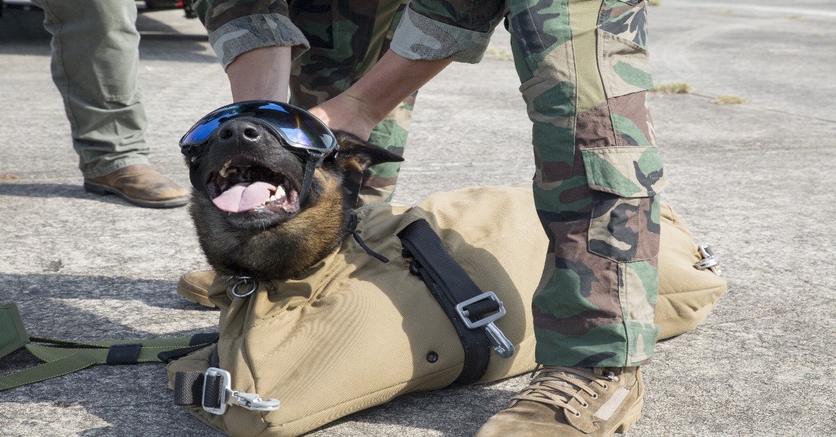 Army Rangers look to kit up their specially trained canines with cameras, sensors