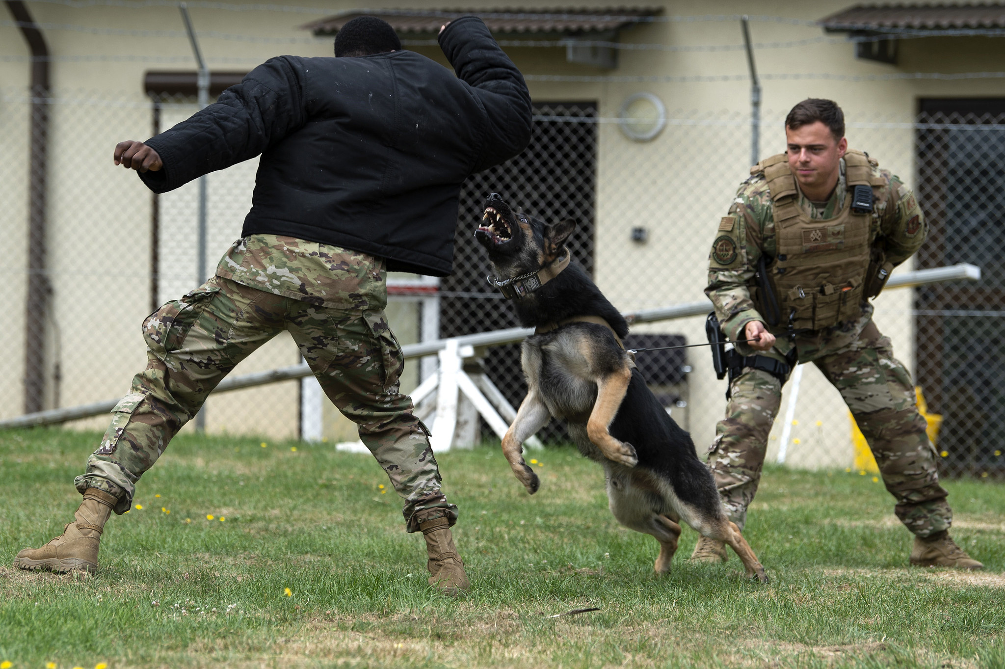 Air Force Senior Airman Victor Henderson, left, and Staff Sgt. Kyle Strobele, right, conduct training with Mike, a military working dog, at Spangdahlem Air Base, Germany, Aug. 1, 2019. (Airman 1st Class Valerie Seelye/Air Force)