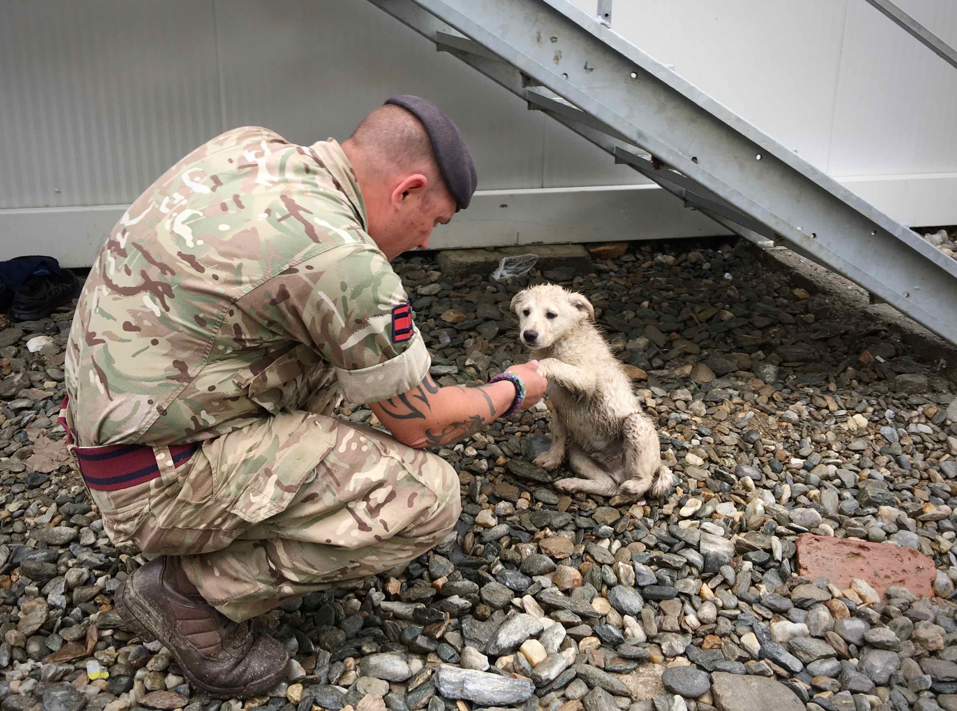 A member of Britain's Armed Forces takes a break to pet a local puppy while checking out the construction site. The Joint National Training Center in Cincu, Romania, is located among many farms, so members of the military have the opportunity to work near animals from those farms. (Jen Judson/Staff)