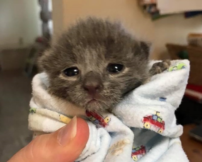 'Cat Team 7' rescues Norfolk Naval Station’s feral felines